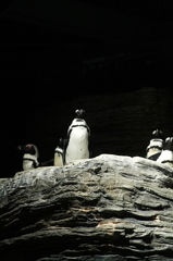 闇のペンギン。