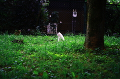 あそこに居るのって猫だよね？