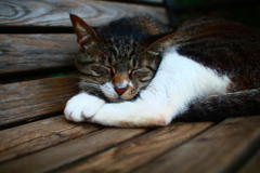 蒸し暑いけど。