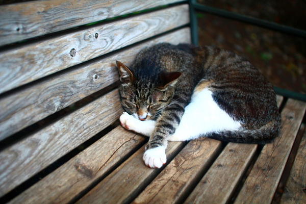 このポーズも落ち着く。