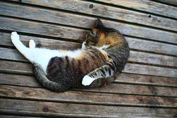 ZZZ...
