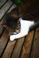 この公園だからちょっと涼しい。