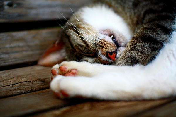 キバ見えてますよ。