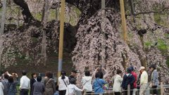 福島 滝桜 (8)