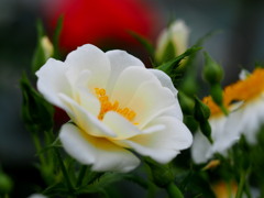 花巻バラ園-PEN-F-60mm (13)