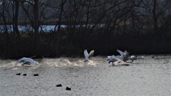 2019-2-27-EM1-300mm 白鳥の離水 (2)