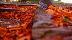 盛岡城址公園の紅葉