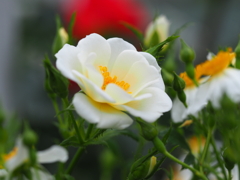 花巻バラ園-PEN-F-60mm (10)