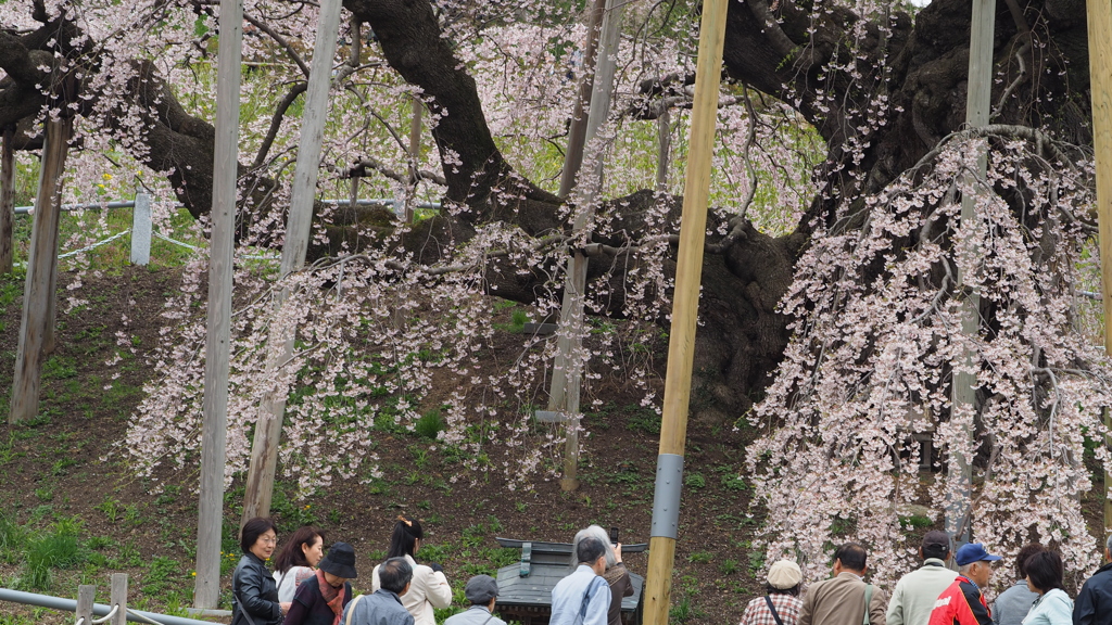 福島 滝桜 (3)