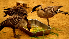 2016-3-25-八木山動物園E-M1-75-300mm (4)