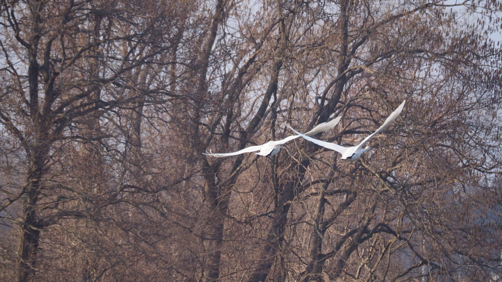 2019-3-5-EM1-300mm白鳥とカモ (51)