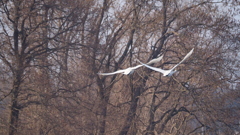 2019-3-5-EM1-300mm白鳥とカモ (51)