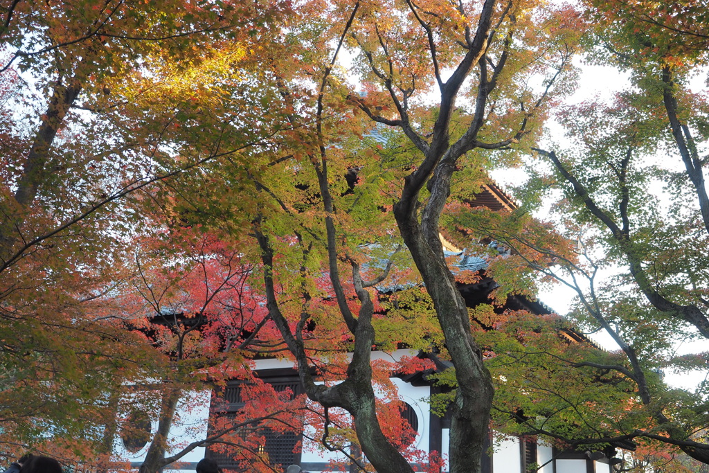国宝東福寺 (24)