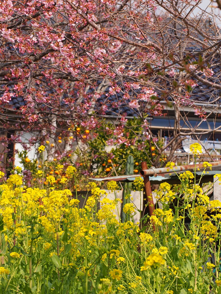伊豆半島河津桜EP3-60mm (14)