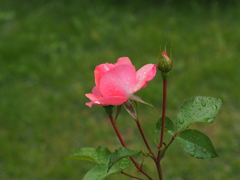 花巻バラ園-PEN-F-60mm (18)