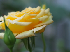 花巻バラ園-PEN-F-60mm (9)