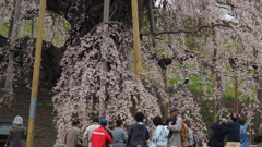福島三春の 滝桜
