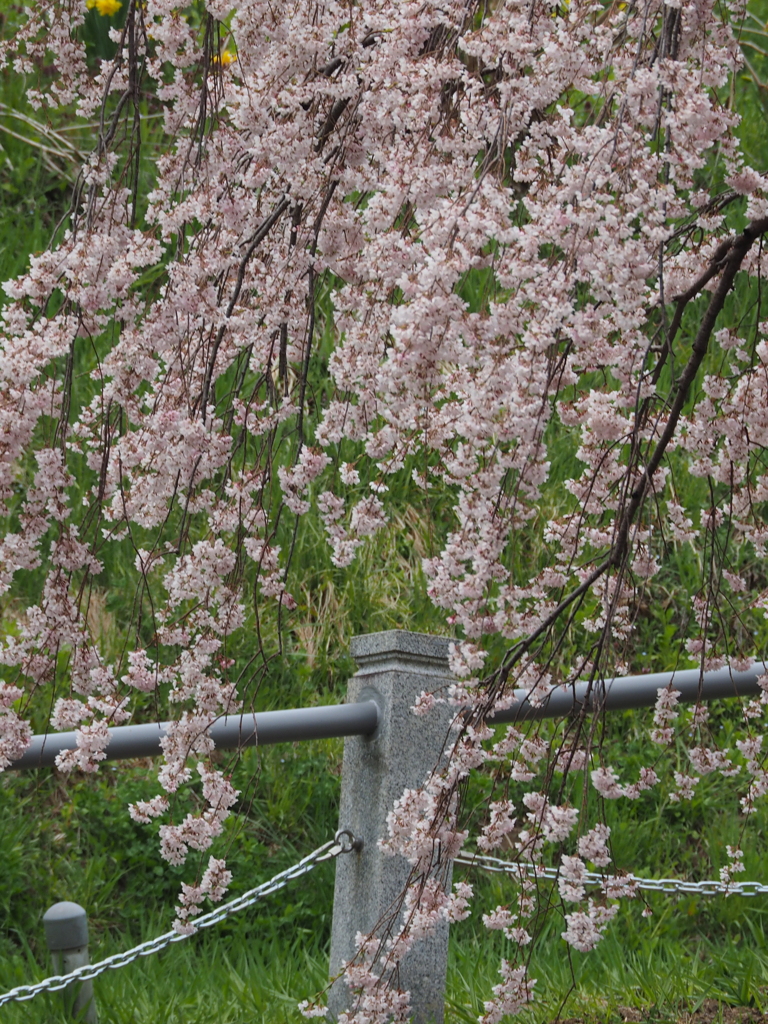 福島 滝桜 (5)