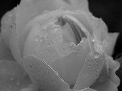 花巻バラ園-PEN-F-60mm (15)