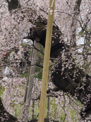 福島 滝桜 (6)