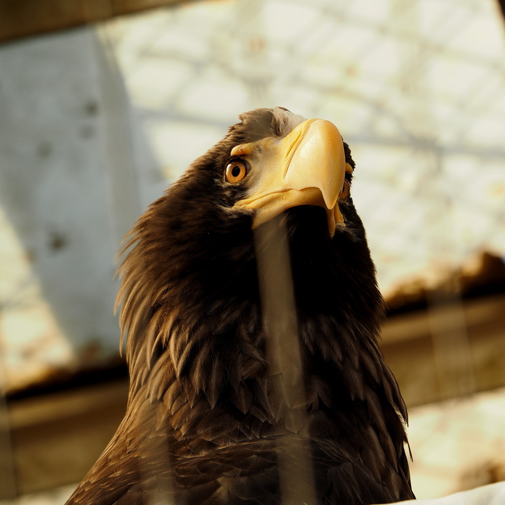 2016-3-25-八木山動物園E-M1-75-300mm (7)