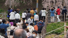 福島 滝桜 (7)