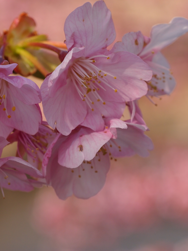 伊豆半島河津桜EP3-60mm (12)