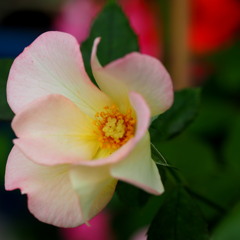 花巻バラ園-PEN-F-60mm (14)