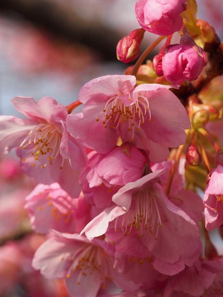 伊豆半島河津桜EP3-60mm (11)