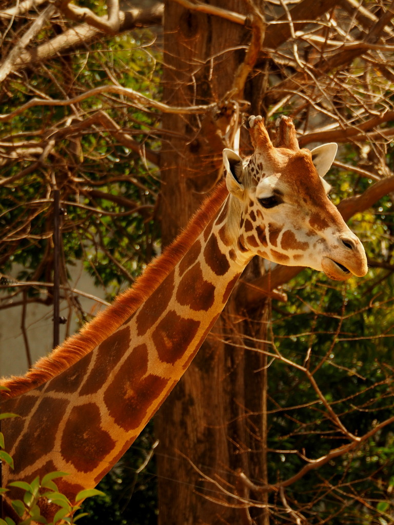 2016-3-25-八木山動物園E-M1-75-300mm (2)