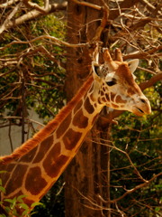 2016-3-25-八木山動物園E-M1-75-300mm (2)