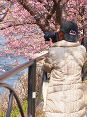 伊豆半島河津桜EP3-60mm (13)