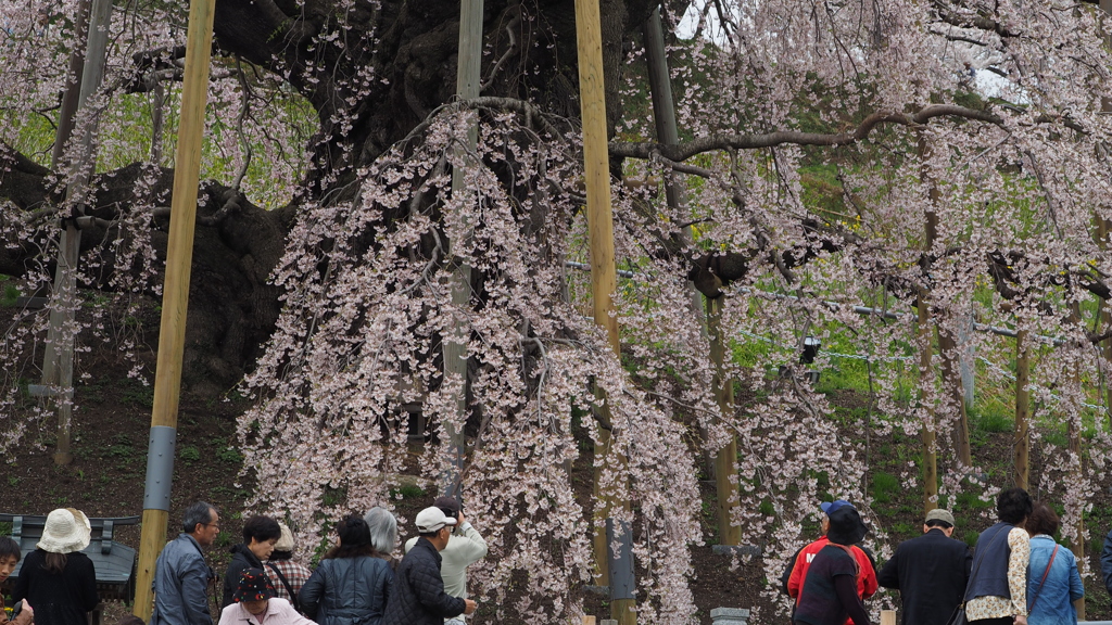 福島 滝桜 (4)