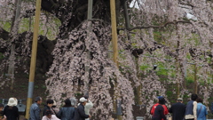 福島 滝桜 (4)