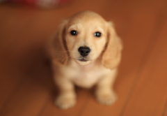 お願いっ！！！