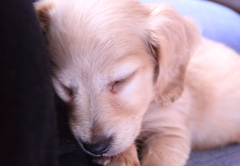 我が家の新しい家族