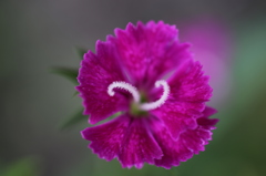 初めてのマクロ撮影