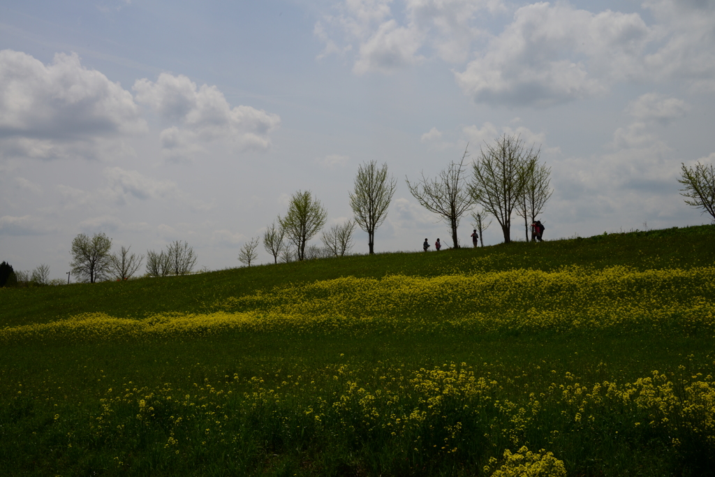 奈義町（岡山県）の菜の花畑（壱拾）