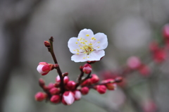 須磨離宮公園
