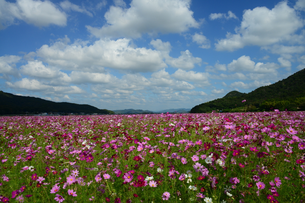 たつの市馬場のコスモス畑（弐）