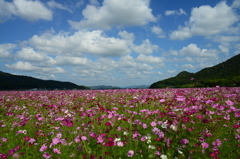 たつの市馬場のコスモス畑（弐）