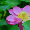 ゆめさき蓮の花苑