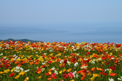 あわじ花さじき（壱拾）