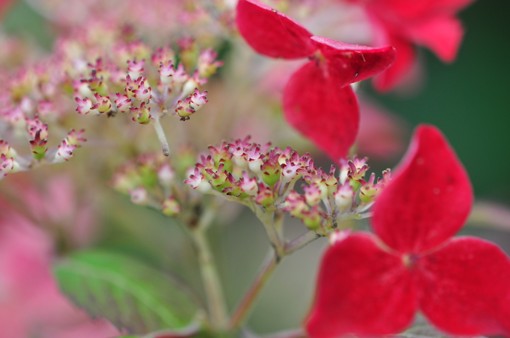 美咲花山園