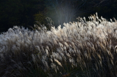 三木山森林公園