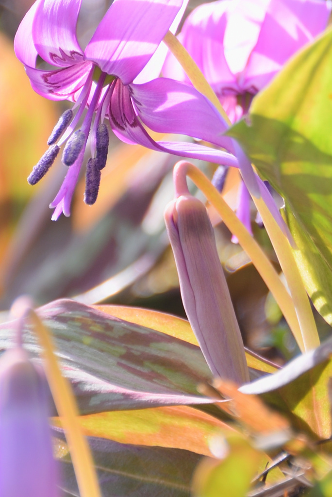 弦谷カタクリの花群落