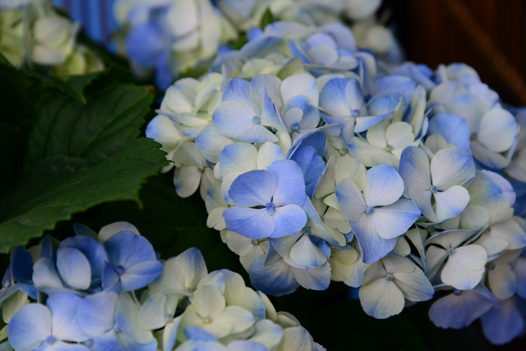 兵庫県立フラワーセンター