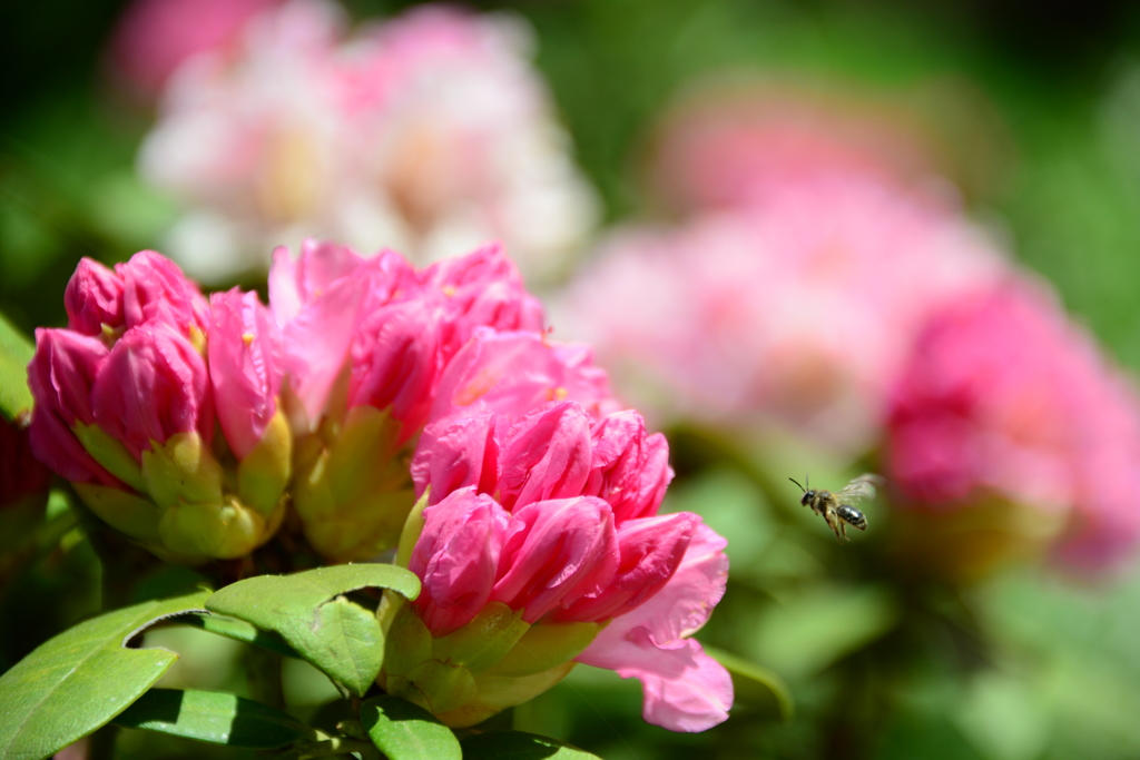 播州山崎花菖蒲園