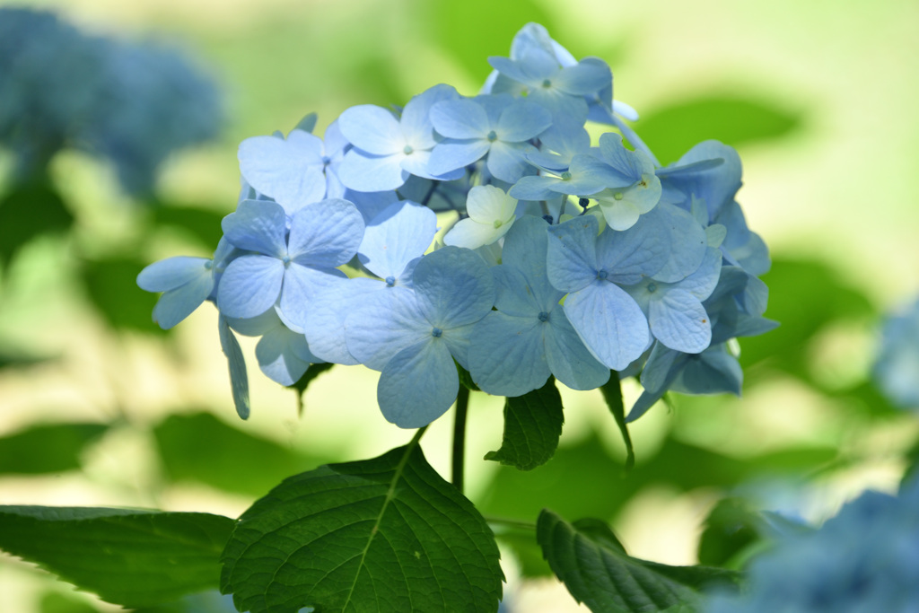 六甲高山植物園