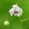 六甲高山植物園